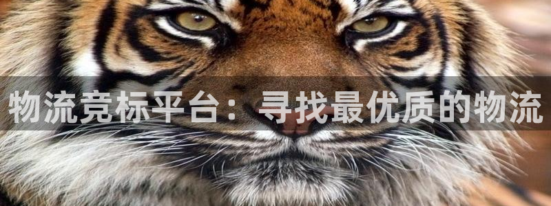 豪门国际黑吗:物流竞标平台:寻找最优